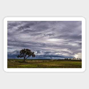 A Lone Tree Against the Storm Sticker